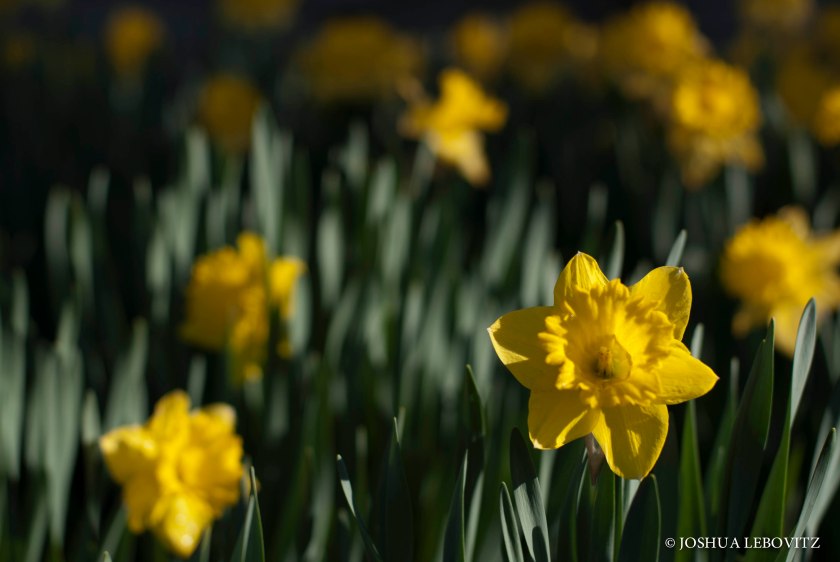 Daffodils_05112019